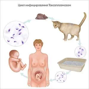 Токсоплазмоз у кішок, ветпрактики (токсоплазмоз у кішок) Токсоплазмоз у кішок, ветпрактики