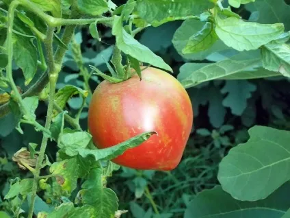 Томат рожевий спам відгуки фото оранжевого опис, врожайність куща і сорт хто садив (спам) Томат рожевий спам відгуки фото оранжевого опис, врожайність куща і сорт хто садив