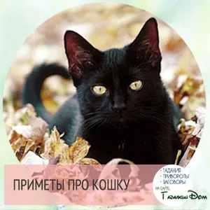 Триколірна кішка в будинку