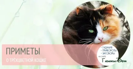 Триколірна кішка в будинку