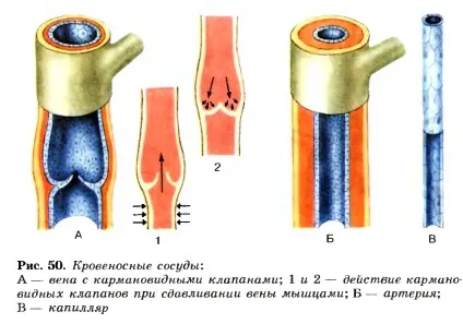 Транспортні системи організму (одного шару епітеліальної) Транспортні системи організму
