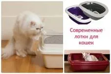 Вчимо кошеня ходити в лоток основні правила (ходити) Вчимо кошеня ходити в лоток основні правила