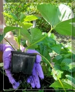 Укорінення вусів полуниці