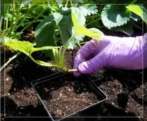 Укорінення вусів полуниці