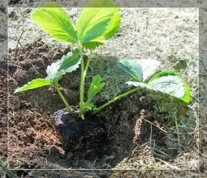 Укорінення вусів полуниці