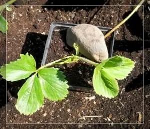 Укорінення вусів полуниці