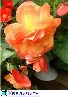 Вуличні бегонії (2) - квітуча дача (Begonia Crispa white-red) Вуличні бегонії (2) - квітуча дача