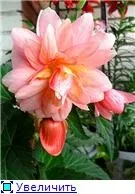 Вуличні бегонії (2) - квітуча дача (Begonia Champagne Шампанське) Вуличні бегонії (2) - квітуча дача