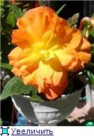 Вуличні бегонії (2) - квітуча дача (Begonia Champagne Шампанське) Вуличні бегонії (2) - квітуча дача