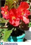 Вуличні бегонії (2) - квітуча дача (Begonia Crispa white-red) Вуличні бегонії (2) - квітуча дача