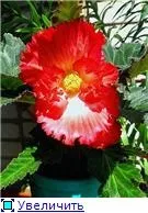 Вуличні бегонії (2) - квітуча дача (Begonia Odorata White) Вуличні бегонії (2) - квітуча дача