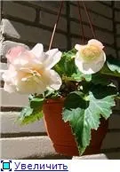 Вуличні бегонії (2) - квітуча дача (Begonia Odorata White) Вуличні бегонії (2) - квітуча дача