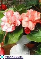 Вуличні бегонії (2) - квітуча дача (Begonia Odorata White) Вуличні бегонії (2) - квітуча дача