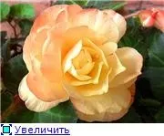 Вуличні бегонії (2) - квітуча дача (бульбової бегонії сорти) Вуличні бегонії (2) - квітуча дача