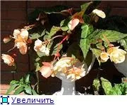 Вуличні бегонії (2) - квітуча дача (бегонії) Вуличні бегонії (2) - квітуча дача