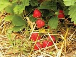 Укорінення вусів полуниці