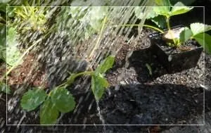 Укорінення вусів полуниці