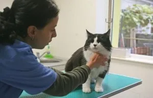 Укус кішки лікування
