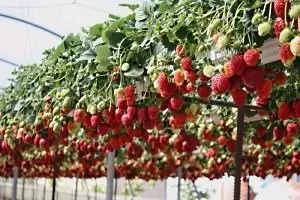Укорінення вусів полуниці
