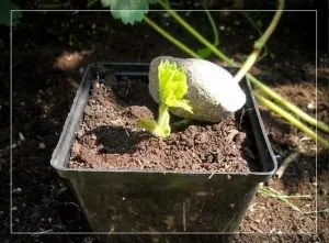 Укорінення вусів полуниці