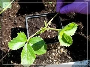 Укорінення вусів полуниці