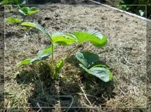 Укорінення вусів полуниці