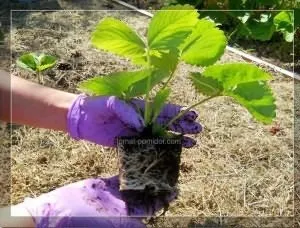 Укорінення вусів полуниці