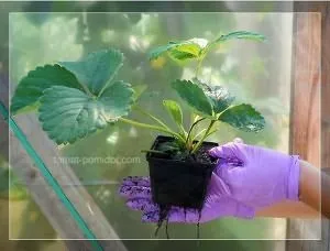 Укорінення вусів полуниці