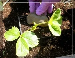 Укорінення вусів полуниці