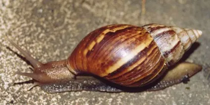 Улітку ахатина фулика (achatina fulica) фото, опис, зміст (продам) Улітку ахатина фулика (achatina fulica) фото, опис, зміст