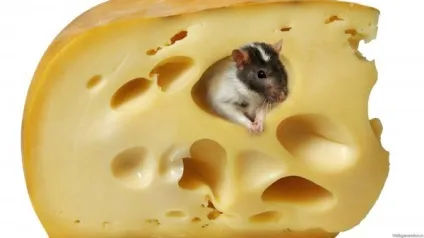 вкусила щур