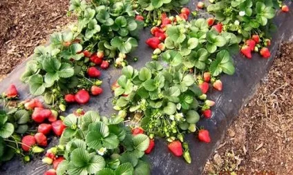 Укорінення вусів полуниці