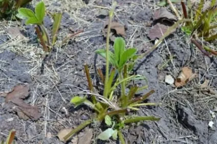 Укорінення вусів полуниці