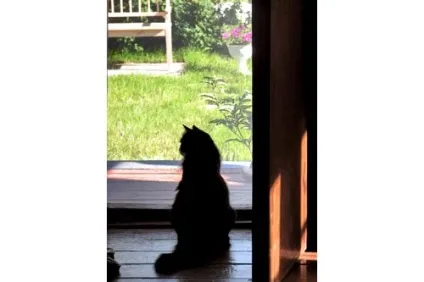 У кота життя одна