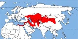 Вухатий їжак