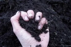 У чому різниця між верхівковим і низинним торфом - особливості вибору (нейтральної слабокислою реакцією) У чому різниця між верхівковим і низинним торфом - особливості вибору
