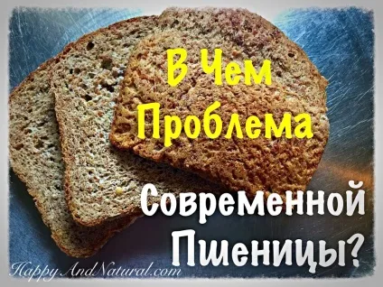 У чому шкода пшениці happy - natural
