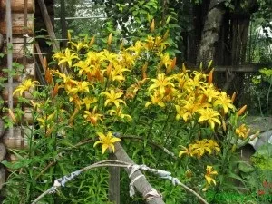 Весняне добриво для квітів, sovetyli