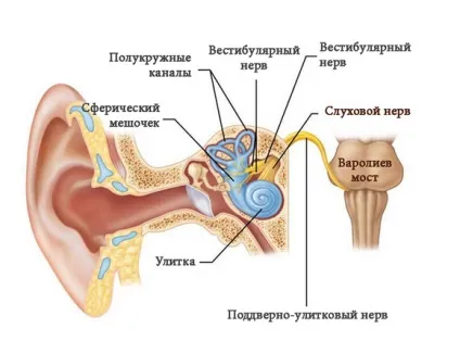 Вестибулярний нейронів (неврит) симптоми і лікування, наслідки, відгуки лікарів (нейронів) Вестибулярний нейронів (неврит) симптоми і лікування, наслідки, відгуки лікарів