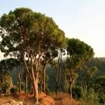 Види кедра, включаючи сибірський, ліванський, канадський, алтайський, тривалість його життя, (канадський) Види кедра, включаючи сибірський, ліванський, канадський, алтайський, тривалість його життя,