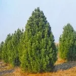 Види кедра, включаючи сибірський, ліванський, канадський, алтайський, тривалість його життя, (канадський) Види кедра, включаючи сибірський, ліванський, канадський, алтайський, тривалість його життя,