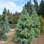 Види кедра, включаючи сибірський, ліванський, канадський, алтайський, тривалість його життя, (кедра) Види кедра, включаючи сибірський, ліванський, канадський, алтайський, тривалість його життя,