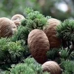 Види кедра, включаючи сибірський, ліванський, канадський, алтайський, тривалість його життя, (ліванський) Види кедра, включаючи сибірський, ліванський, канадський, алтайський, тривалість його життя,