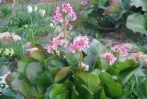 Вирощування бадану товстолистого на дачі (55 фото) з насіння, посадка, полив, підживлення, догляд (вирощування) Вирощування бадану товстолистого на дачі (55 фото) з насіння, посадка, полив, підживлення, догляд