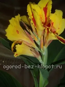 Вирощування канни у відкритому грунті і в домашніх умовах (канни) Вирощування канни у відкритому грунті і в домашніх умовах