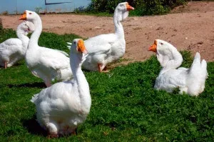 Вирощування гусей на м'ясо як бізнес розрахунок рентабельності (бізнес) Вирощування гусей на м'ясо як бізнес розрахунок рентабельності