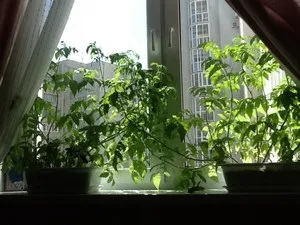 Вирощування помідорів чері на балконі, у відкритому грунті і в домашніх умовах на підвіконні (вирощування) Вирощування помідорів чері на балконі, у відкритому грунті і в домашніх умовах на підвіконні