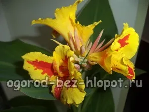 Вирощування канни у відкритому грунті і в домашніх умовах (вирощування) Вирощування канни у відкритому грунті і в домашніх умовах