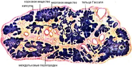 Вилочкова залоза (тимус) у дітей загальна характеристика патологій і методи лікування (дітей) Вилочкова залоза (тимус) у дітей загальна характеристика патологій і методи лікування