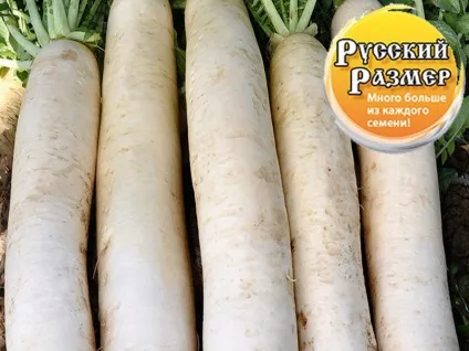 Вирощування і догляд за редькою дайкон у відкритому грунті, кращі сорти для середньої смуги (догляд) Вирощування і догляд за редькою дайкон у відкритому грунті, кращі сорти для середньої смуги